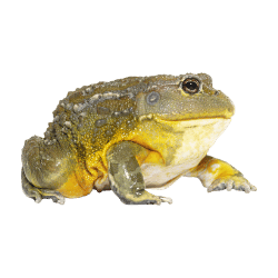 African Bullfrog
