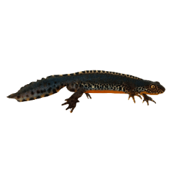 Alpine Newt