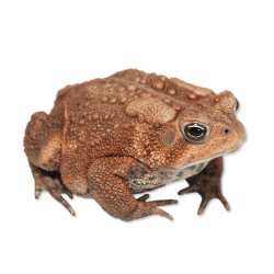 American Toad