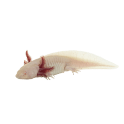 Axolotl