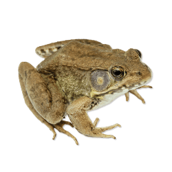 Bullfrog