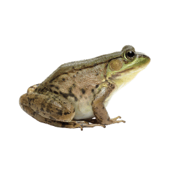 Common Frog