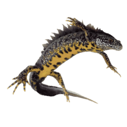 Crested Newt