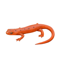 Eastern Newt