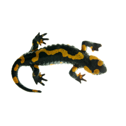 Fire Salamander