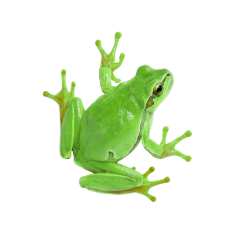 Green Tree Frog