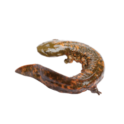 Hellbender