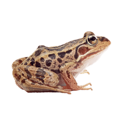 Leopard Frog