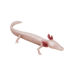 Olm