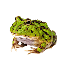Pacman Frog