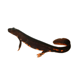 Paddle Tailed Newt