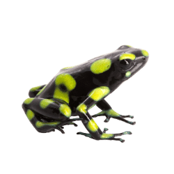 Poison Dart Frog