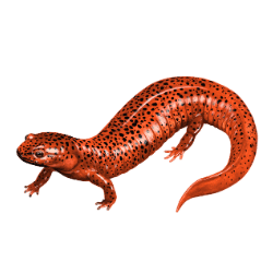 Red Spotted Newt