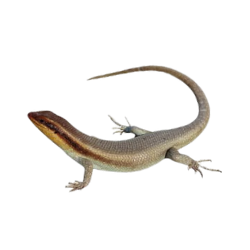 Smooth Newt