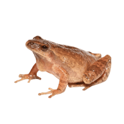 Spring Peeper