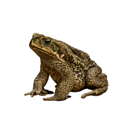 Surinam Toad