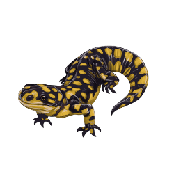 Tiger Salamander