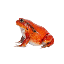 Tomato Frog