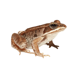 Wood Frog