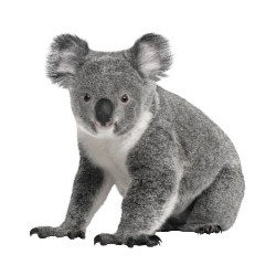 Koala
