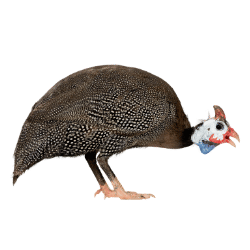 Guineafowl