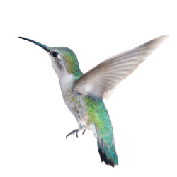 Hummingbird
