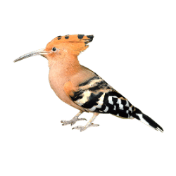 Woodpecker