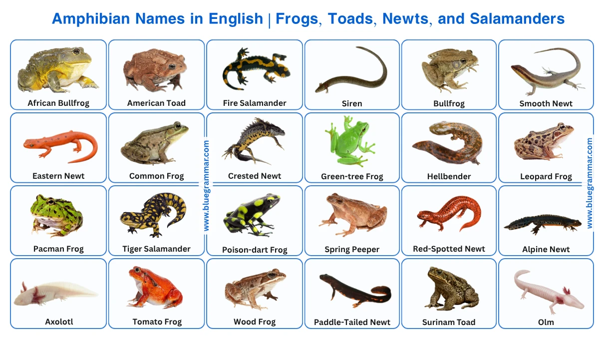 Amphibian Names in English | Frogs, Toads, Newts etc.