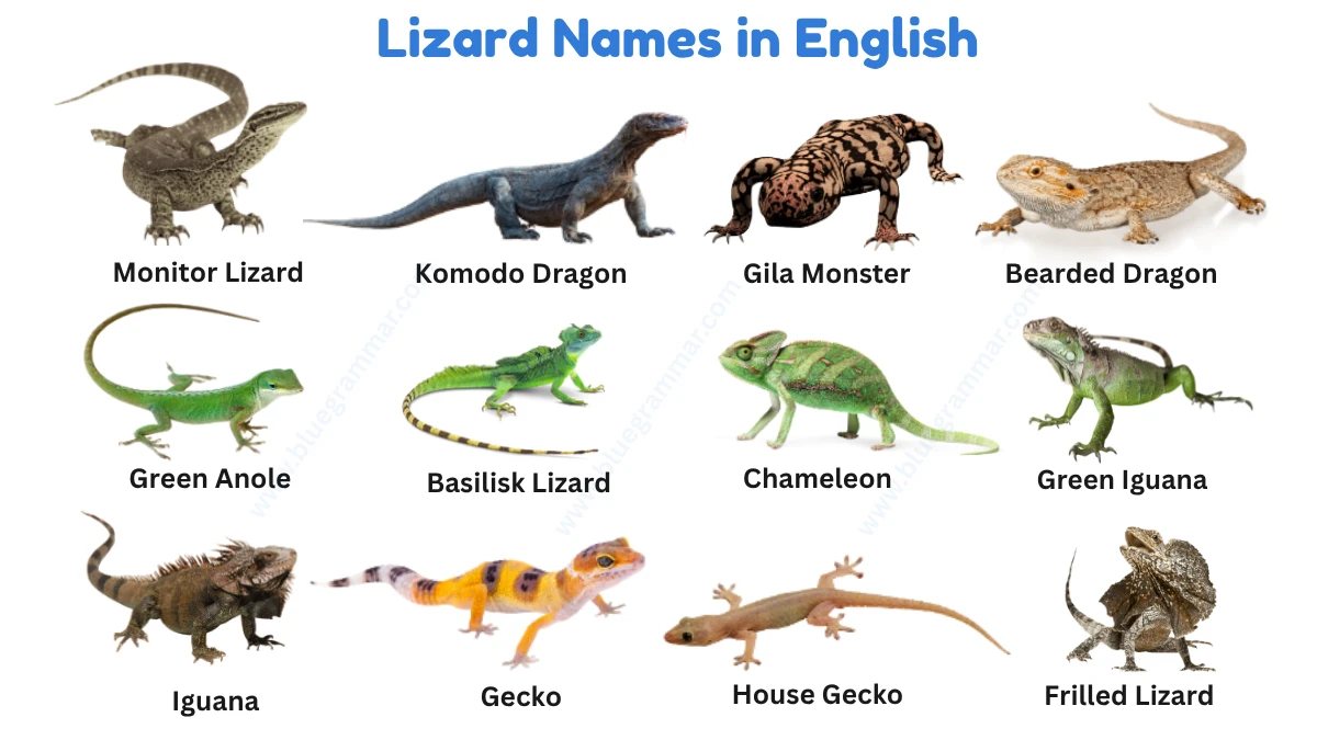 Snake names in English