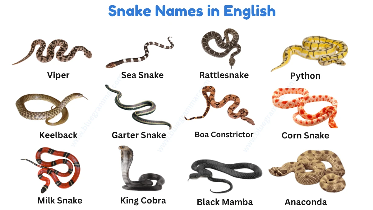 Snake names in English