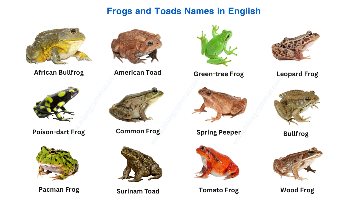Frogs and Toads in English