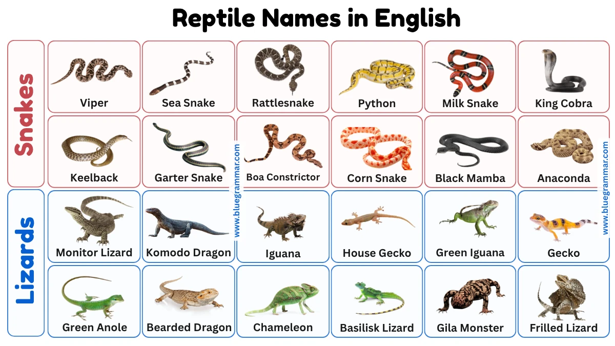 Snake and Lizard Names with Pictures | Reptiles Vocabulary