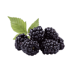 Blackberry