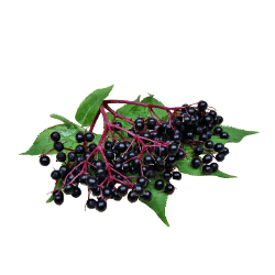 Elderberry