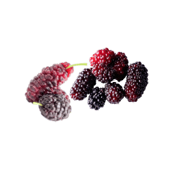 Mulberry