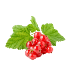 Red Currant