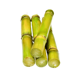 Sugarcane