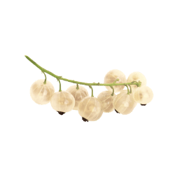 White Currant