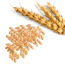 Wheat