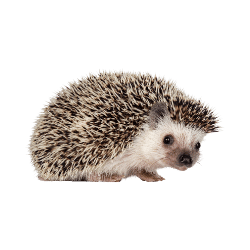 Hedgehog