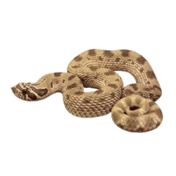 Anaconda
