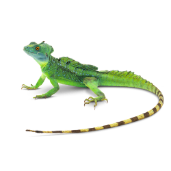 Basilisk Lizard