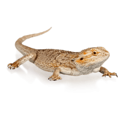 Bearded Dragon