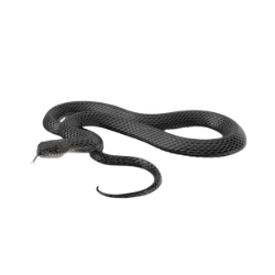 Black Mamba