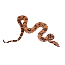 Boa Constrictor