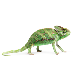 Chameleon
