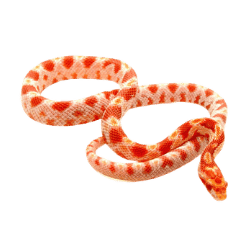 Corn Snake