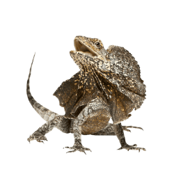 Frilled Lizard