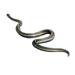 Garter Snake