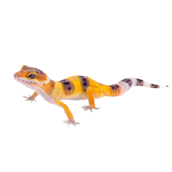 Gecko